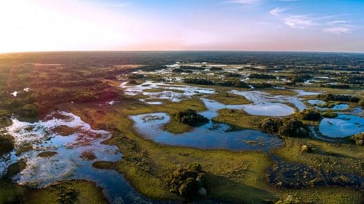 <div class="paragraphs"><p>Pantanal wetlands in Brazil. (Image for representation)</p></div>