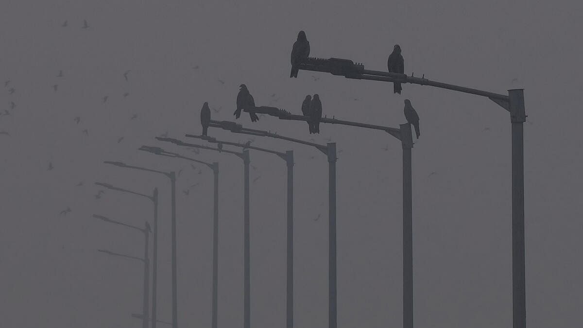 <div class="paragraphs"><p>A flock of Common Kites sit on a pole amid smog on a winter morning, in New Delhi.</p></div>