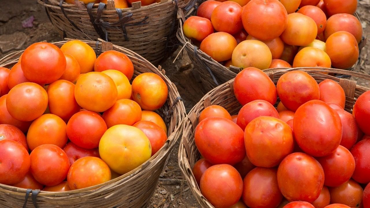 <div class="paragraphs"><p>The average retail price of tomatoes in India has jumped 70 per cent from a month ago. </p></div>