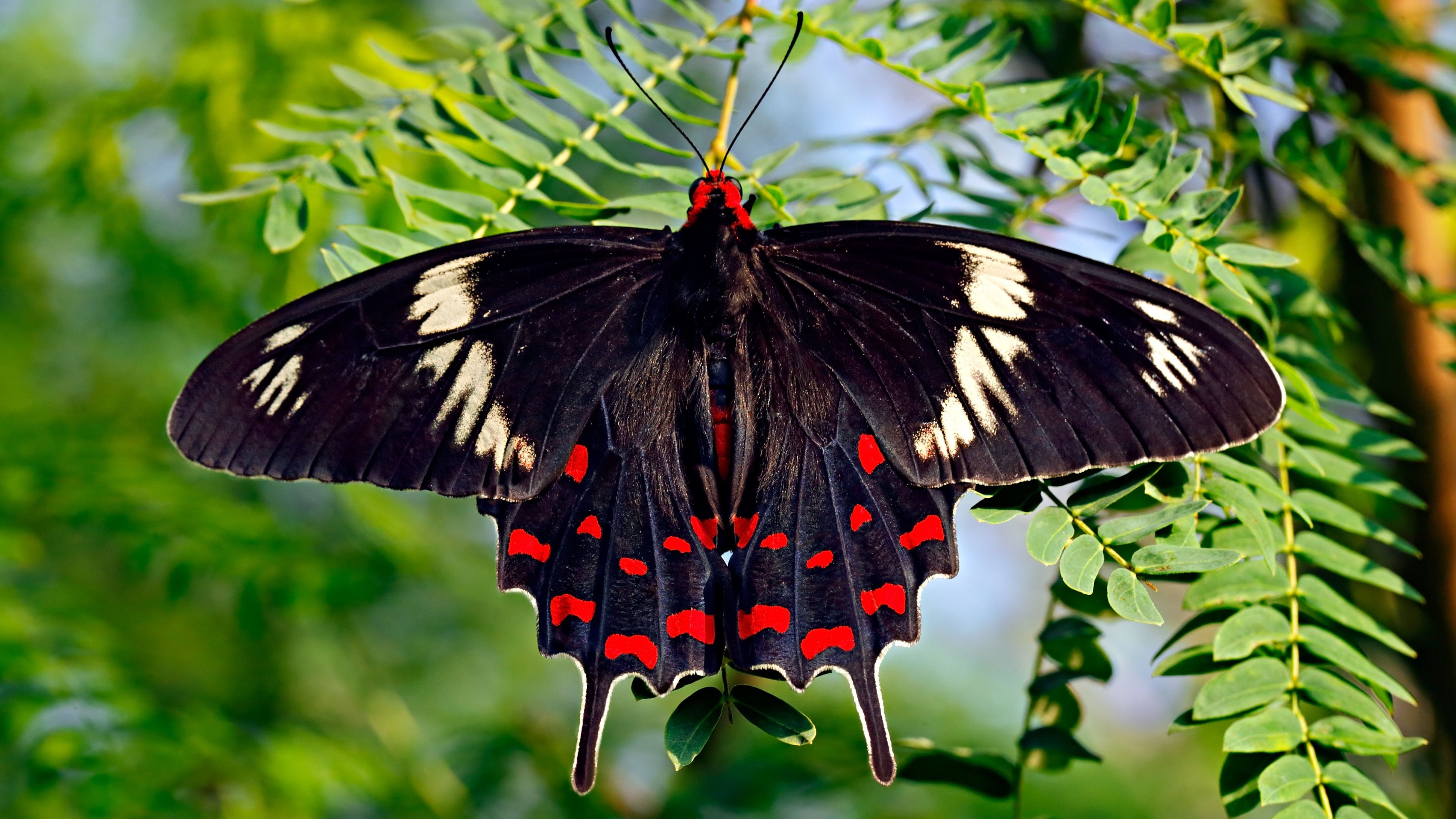 Crimson Rose butterfly