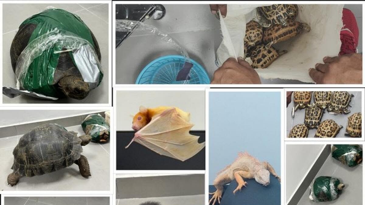 <div class="paragraphs"><p>The seized animals include tortoises, beaded lizards, skinks, iguanas, an albino bat, an agile gibbon, and American alligators.</p></div>