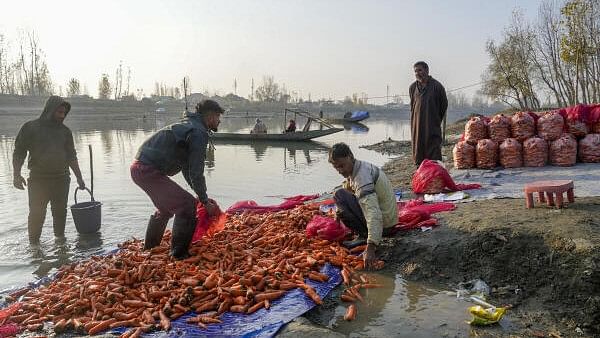 <div class="paragraphs"><p>Farmers wash freshly harvested carrots on the banks of the Jhelum river, in Noorbagh, on the outskirts of Srinagar, Monday, November 18, 2024. </p></div>