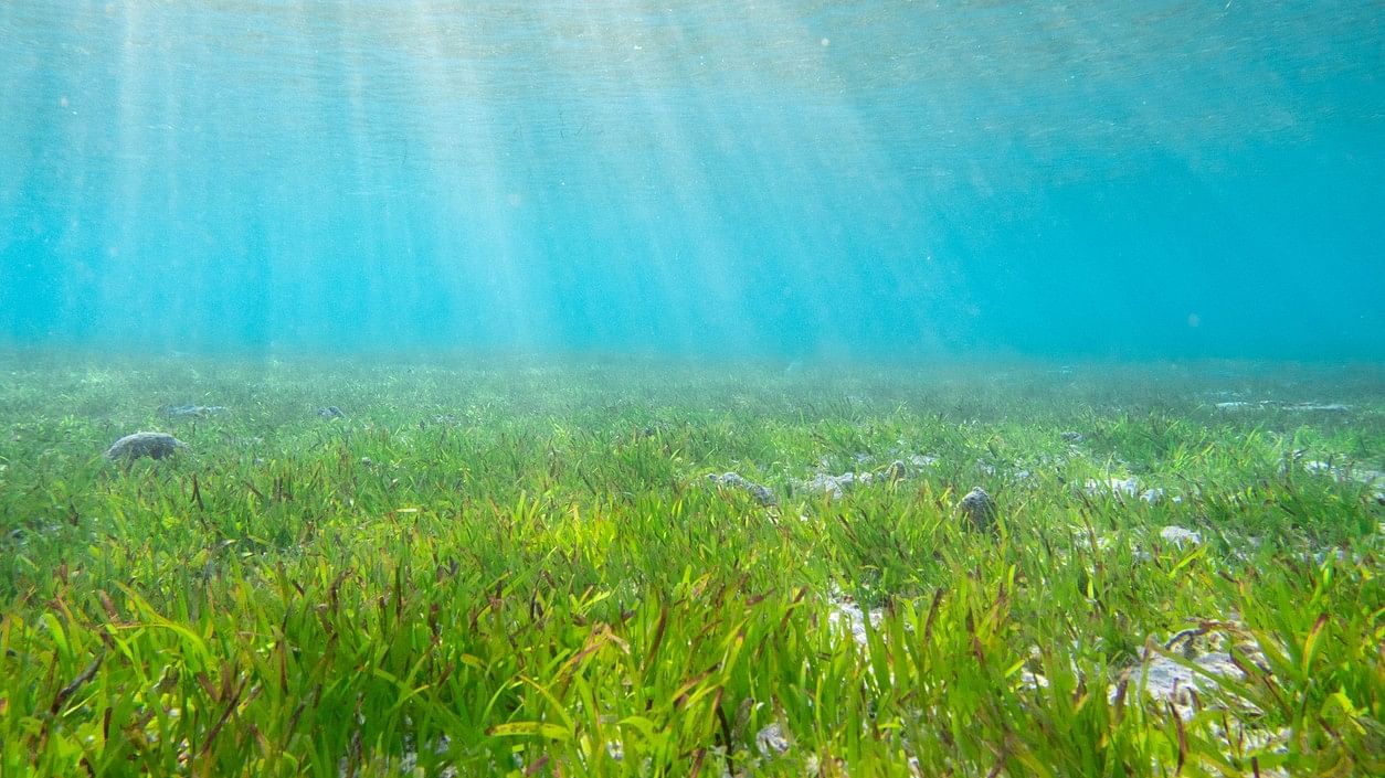 <div class="paragraphs"><p>Image for representation showing seagrass.</p></div>