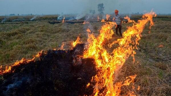 <div class="paragraphs"><p>A farmer burns stubble (parali) after to remove paddy crop residues from a field on the outskirts of Amritsar, Thursday, Nov. 2, 2023. Surge in farm fires in Punjab and Haryana lead to a spike in the pollution levels in the Delhi-NCR region.</p></div>