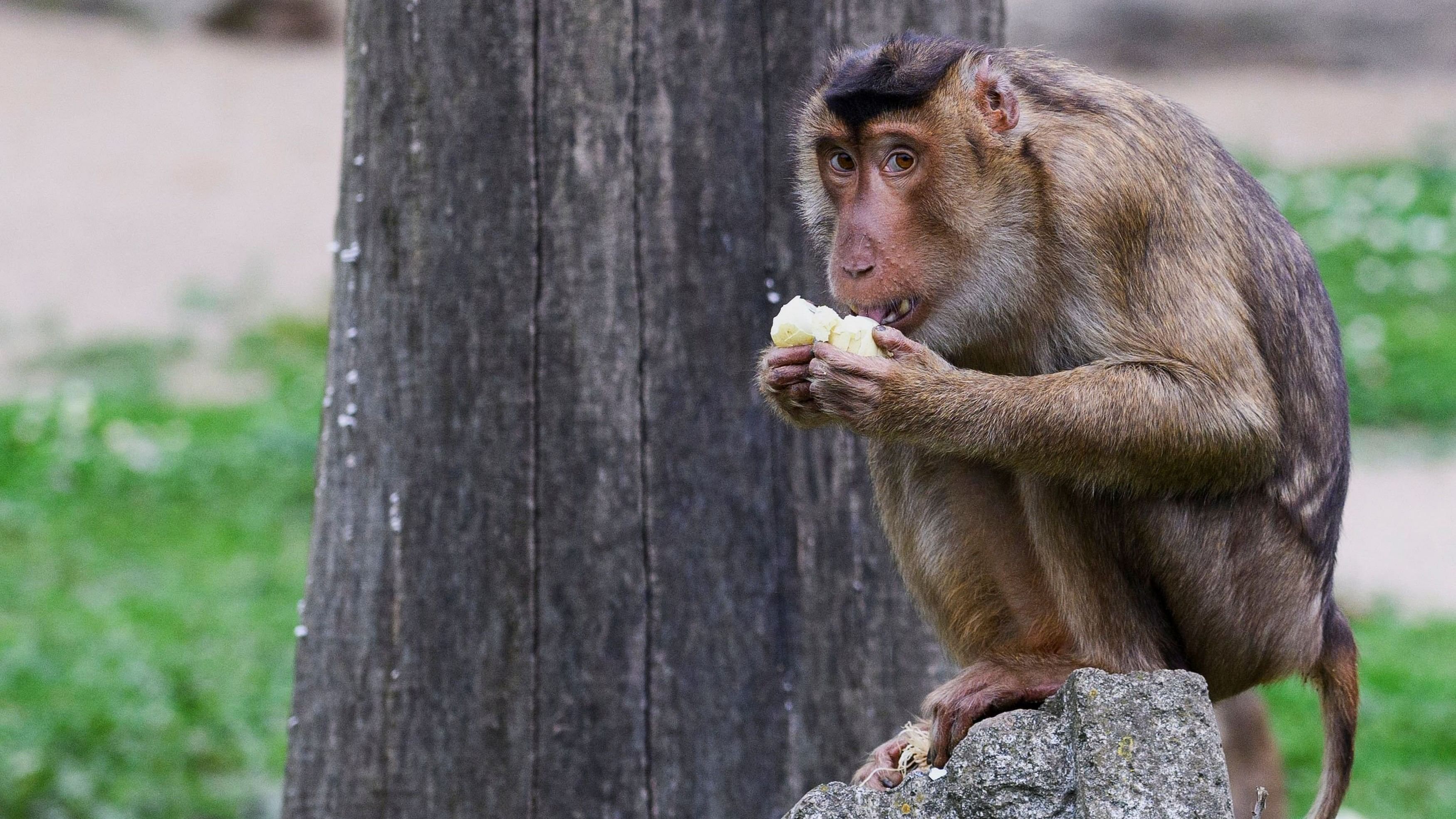 <div class="paragraphs"><p>A southern pig-tailed macaque</p></div>