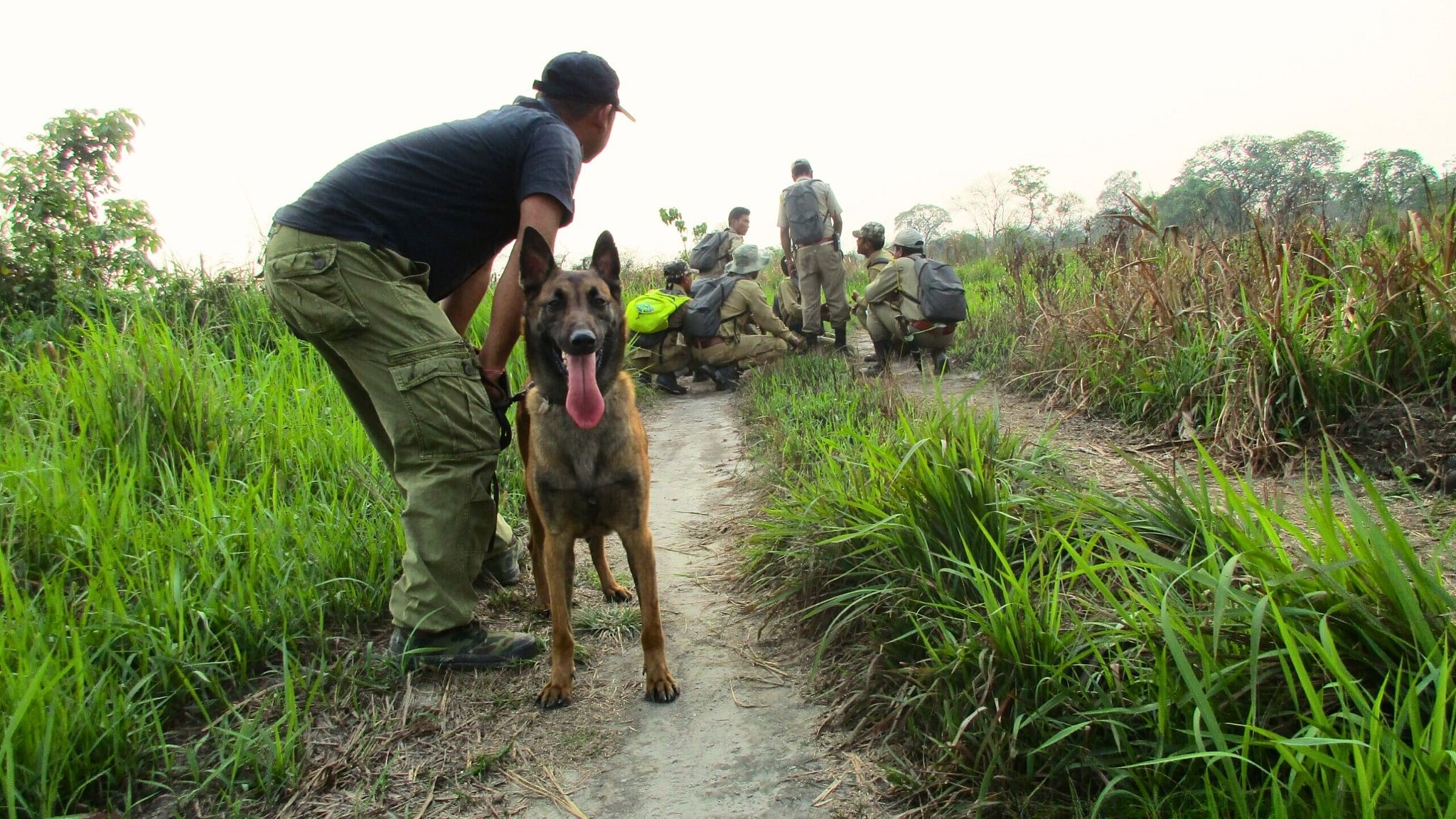 <div class="paragraphs"><p>K9 Belgian sniffer dog. </p></div>