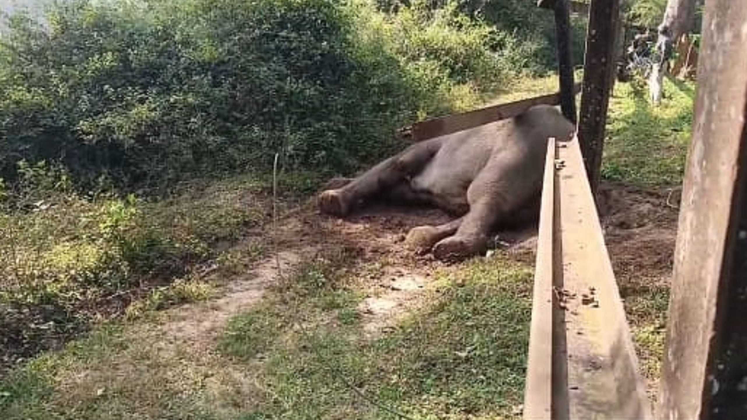 <div class="paragraphs"><p>An elephant was caught inside a railway barricade fence at Valnoor in Kushalnagar of Kodagu on Sunday.</p></div>