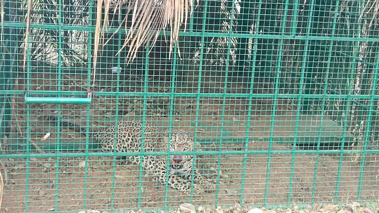 <div class="paragraphs"><p>Leopard rescued in Kambalu Gollarahatti in Nelamangala.</p></div>