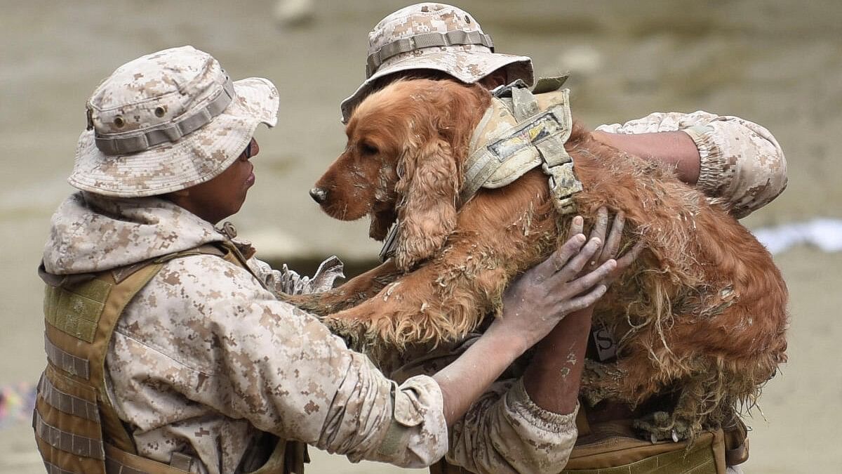 <div class="paragraphs"><p>Volunteer Search and Rescue Service (SAR) members carry a puppy that helped look for a missing girl in the Inca Llojeta area, which was affected by floodings, in the aftermath of landslides caused by intense rains and illegal earth movements, in La Paz, Bolivia.</p></div>