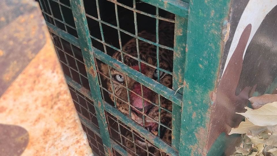 <div class="paragraphs"><p>The female leopard, aged 7 to 8 years, which was rescued from Kambalu Gollarahatti village in Nelamangala taluk on Tuesday.</p></div>