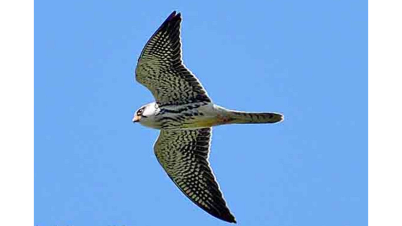 <div class="paragraphs"><p>Amur Falcons in Manipur skies. </p></div>