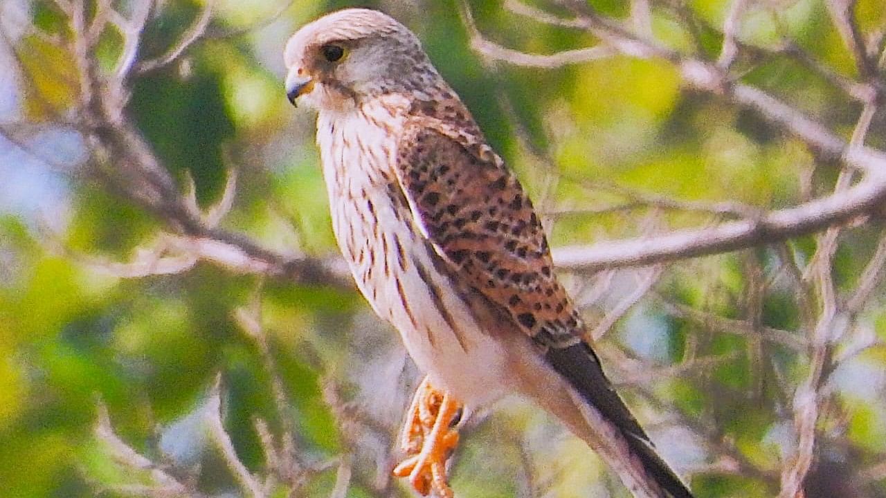 <div class="paragraphs"><p>One of the many birds in&nbsp;Bombay Natural History Society.</p></div>