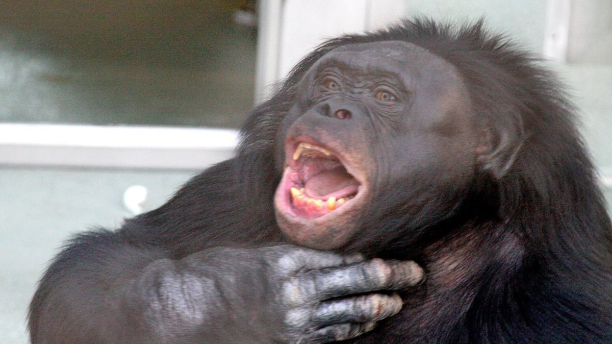 Kanzi the Bonobo who learned language and made stone tools dies at age 44