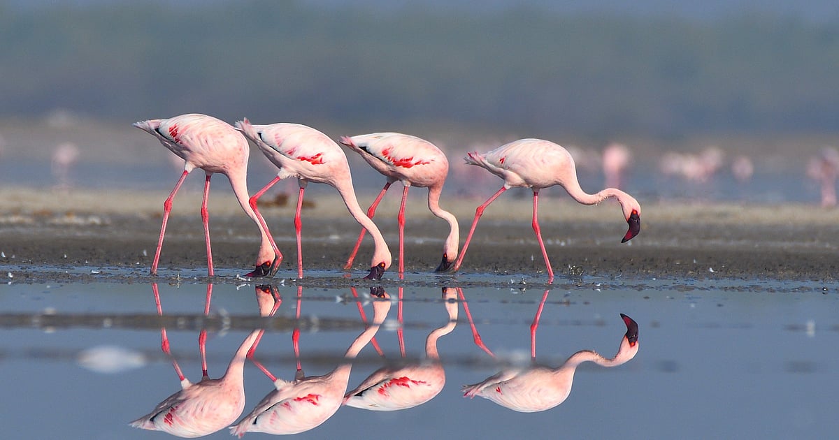 Flamingos Feeding Underwater