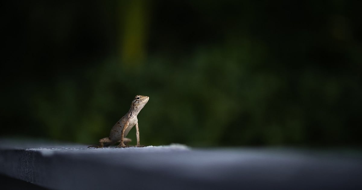 Fossilized Footprints in Australia