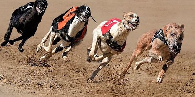 Dog cheap racing breeds