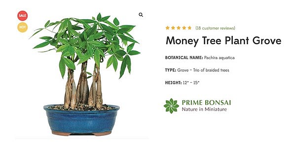 Top 9 Things About Money Tree Bonsai Care & Grow Plants