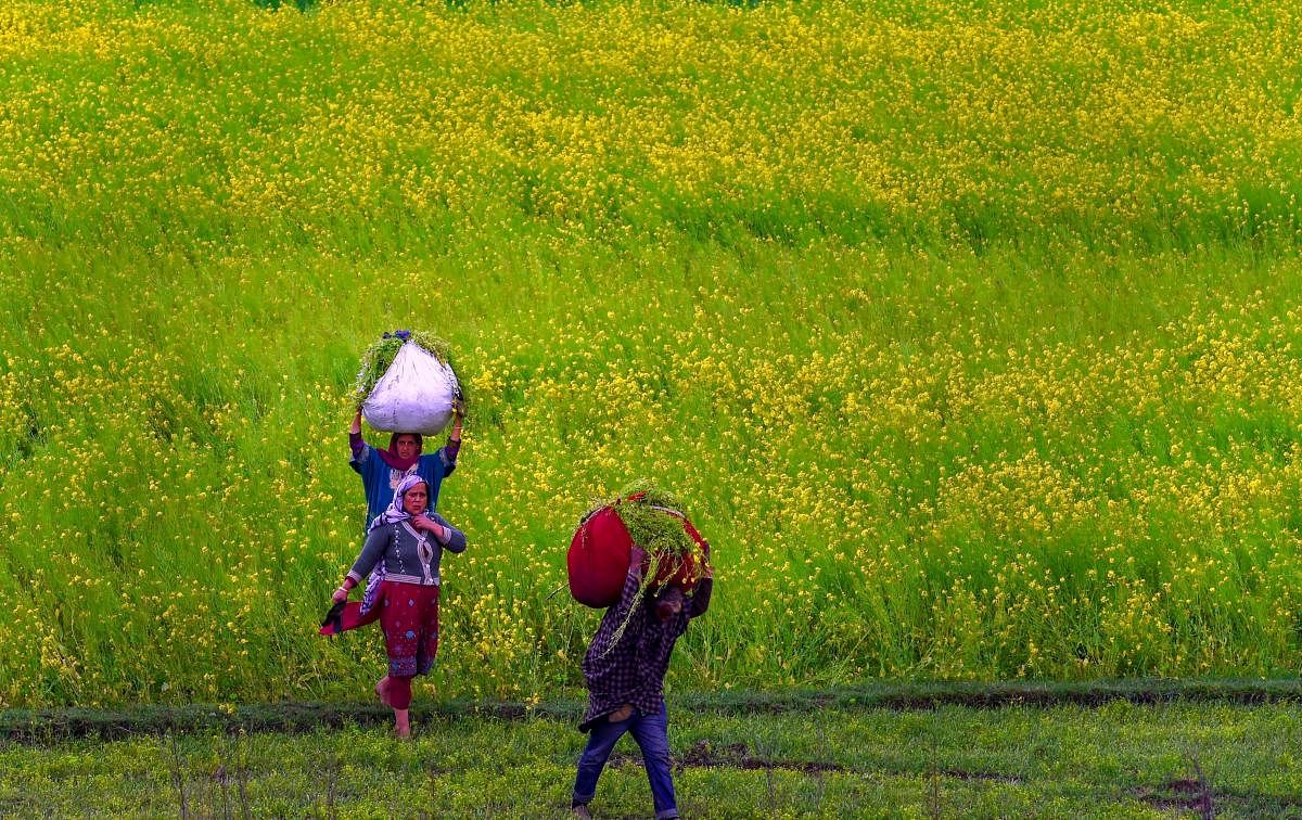 Farmers work in a mustard field on the outskirts of Srinagar on Sunday. PTI
