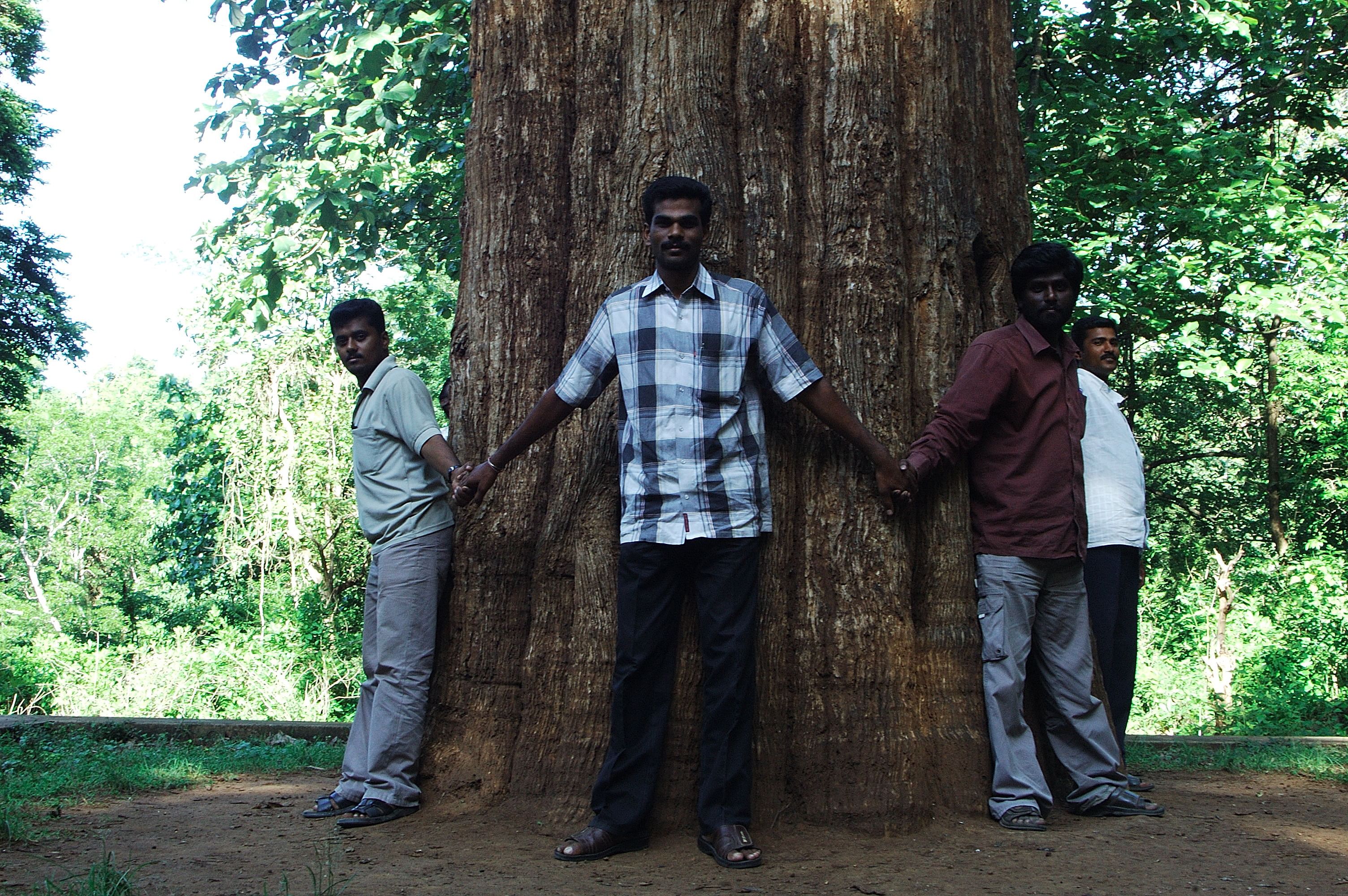 Kannimara Teak tree and its protectors 