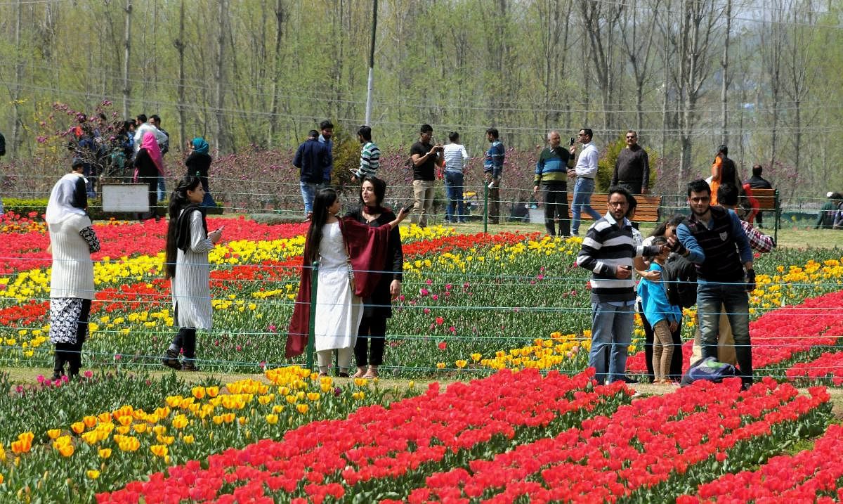 Visitors take pictures on their visit to Indira Gandhi Memorial Tulip Garden, believed to be Asia's largest tulip garden, in Srinagar on Sunday. PTI Photo