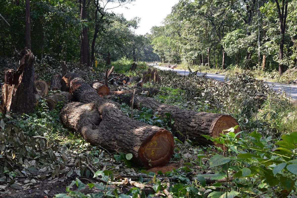 Trees cut to widen National Highway 4A that connects Belagavi and Goa border via Khanapur. (DH Photo/Pavan Kumar H)
