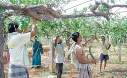 Farmers cutting the grape plants destroyed due to hailstorm accompanying rains in Pillagundlahalli in Chikkaballapur taluk a few days back. DH PHOTO