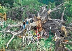 GIANT FALL: One of the oldest banyan trees crashed at Sir M Visvesvaraya Aaladhamara park, Basaweshwara Nagar in Bangalore on Friday.  DH PHOTO