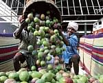 Shower: Mangoes being transported to various mandis. DH photo