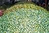 HEAVY PRICE: Raw mangoes piled up at APMC market yard in Srinivaspura. DH photo