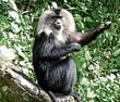 I am home : The  Lion tailed macaque nestles in a forest canopy, its natural habitat.