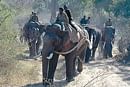 Jumbo task: Mahouts and kavadis taking part in a drive to capture elephants. dh photo