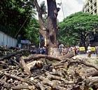 Tree-felling increases global warming