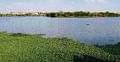 17 City lakes poisoned, polluted