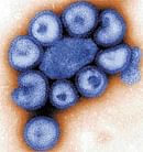 Will swine flu virus mutate to become more lethal?