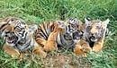 DNA sampling helps in collecting data about tigers and ensuring their conservation.