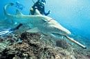 The IUCN red list reveals that ocean sharks are being driven to extinction because of overfishing.