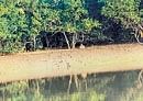 Mangroves support several species of plants and animals. File photo