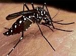Cases of dengue fever increasing in City