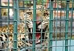 The leopard which was trapped in Harapanahalli on Wednesday. DH photo