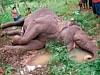 The carcass of the rogue elephant, which was electrocuted in a coffee plantation belonging to Aichettira M Kuttappa in Koodluru in Chettalli near Sidd