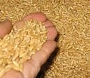 Govt Will soon stop export of two million tonnes of wheat