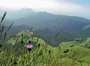 In bloom The Western Ghats is a biodiversity hotspot, and the monsoon makes it a particularly interesting time to visit. Photo by author