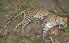 The leopard which was beaten to death at Y K Mole village in Yalandur on Friday.