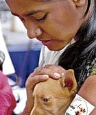 Puppies find homes in Bangalore