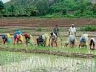 Farmers at work in their paddy fields in Harangi irrigation belt near Kushalnagar.  dh Photo