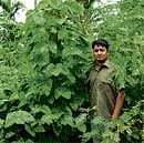 Beating Drought: Nandish who has taken up legume cultivation.
