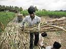 The political cycle continues:  Farmers harvesting sugar cane near Pune in July 2009.