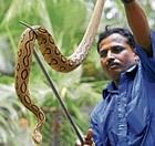 deadly catch Shivappa with a Russels viper he caught near Vidyaranyapura in the City on Tuesday. DH photo