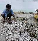 Fish kill in Jakkur lake