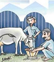Uttar Pradesh jail officials seek cow's help to transform prisoners